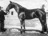 stallion Kuzbass (RU) (Russian Trotter, 1933, from Zamorskoe Chudo (RU))