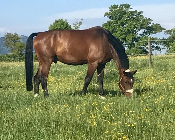 Springpferd Liwanu K. (Württemberger, 2007, von Lancerto)