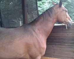 dressage horse Berta 93 (Hannoveraner, 2013, from Callaho's Benicio)