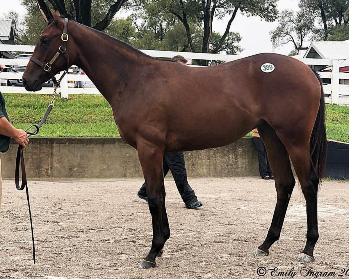 horse Stute von War Front xx (Thoroughbred, 2017, from War Front xx)