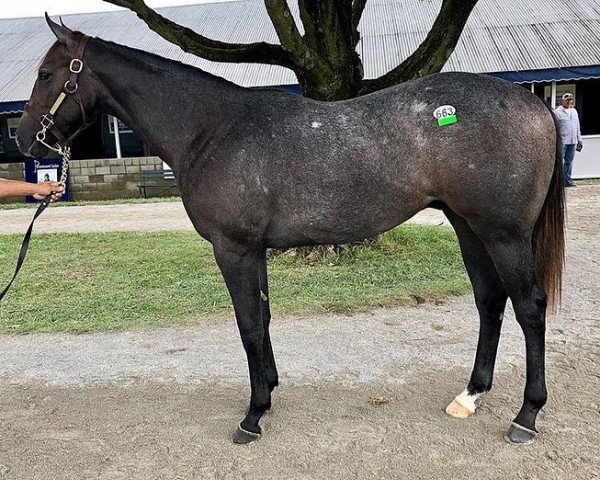 horse Hengst von Cairo Prince xx (Thoroughbred, 2017, from Cairo Prince xx)