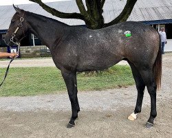 Pferd Hengst von Cairo Prince xx (Englisches Vollblut, 2017, von Cairo Prince xx)