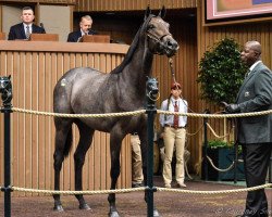 horse Matera xx (Thoroughbred, 2017, from Tapit xx)