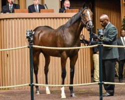 horse Hengst von Pioneerof The Nile xx (Thoroughbred, 2017, from Pioneerof The Nile xx)