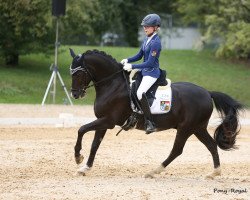 dressage horse Nobel Noir (German Riding Pony, 2008, from No Limit)