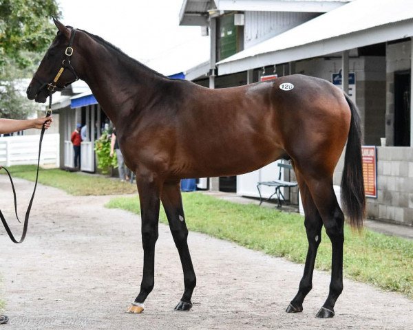 Pferd Hengst von Medaglia d´Oro xx (Englisches Vollblut, 2017, von Medaglia d'Oro xx)