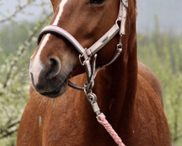 broodmare Greta (Westphalian, 2009, from Grasco)