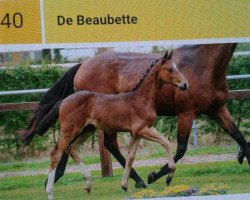 horse De Beaubette (Hannoveraner, 2018, from De Beau)