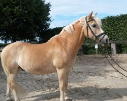 horse Angel 061 (Haflinger, 1998, from Alpenstern)