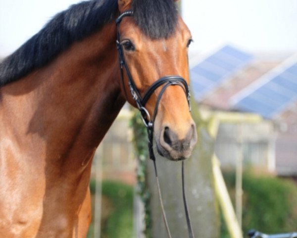 dressage horse Dempsey Hill K (Hanoverian, 2012, from Damsey FRH)