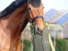 dressage horse Dempsey Hill K (Hanoverian, 2012, from Damsey FRH)