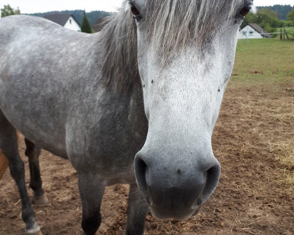 Pferd Lady Jane 33 (Connemara-Pony, 2012, von Classiebawn Black Jack)