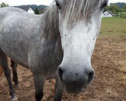 Pferd Lady Jane 33 (Connemara-Pony, 2012, von Classiebawn Black Jack)