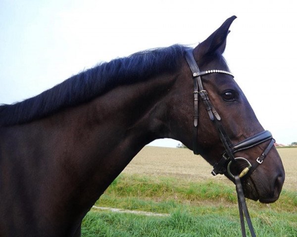 jumper Rebell 586 (German Warmblood, 2009, from Rajko)