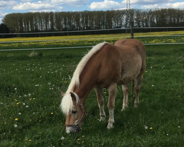 horse Mai-Boy (Haflinger, 1993, from Mithras)