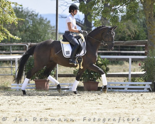 dressage horse Laurencio 10 (Hanoverian, 2014, from Laurice)