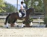 dressage horse Laurencio 10 (Hanoverian, 2014, from Laurice)