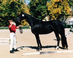 Zuchtstute Lutanja (Österreichisches Warmblut, 1993, von Delegat)