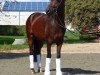 dressage horse Del Dias (German Riding Pony, 2013, from Del Estero NRW)