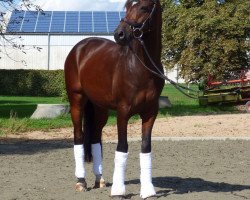 dressage horse Del Dias (German Riding Pony, 2013, from Del Estero NRW)