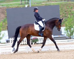 jumper Don Kon Diarado (Hanoverian, 2009, from Diarado)