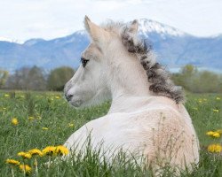 dressage horse Illano (Fjord Horse, 2019, from Irino)