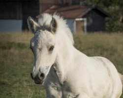 Pferd Hudini (Fjordpferd, 2018, von Hisco)