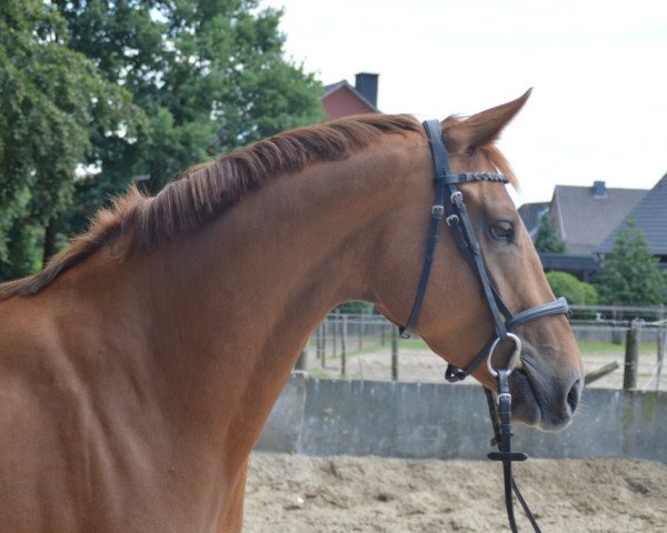 dressage horse Fleur (Westphalian, 2015, from First Selection)