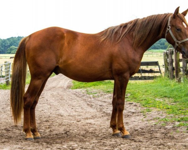Pferd Giant Jac (Quarter Horse, 2016)