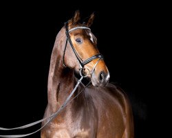 dressage horse Robin Hood 275 (Rheinländer, 2010, from Rock Forever NRW)