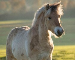 horse Heimdall (Fjord Horse, 2018, from Hisco)