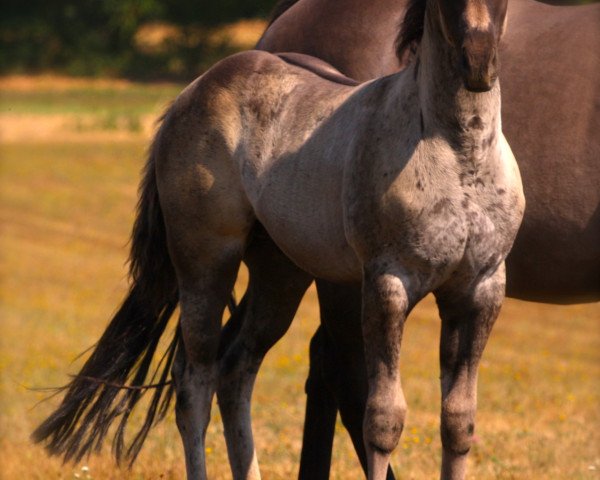 Pferd Long Johns Silver (Quarter Horse, 2018)