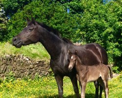 Dressurpferd Contessa (Trakehner, 2008, von Finckenstein TSF)