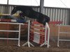 jumper Stakketi (Oldenburg show jumper, 2014, from Stakkato Gold)