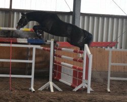 jumper Stakketi (Oldenburg show jumper, 2014, from Stakkato Gold)