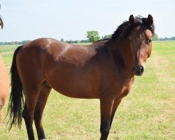 dressage horse Hakon (German Riding Pony, 2015, from Halifax)