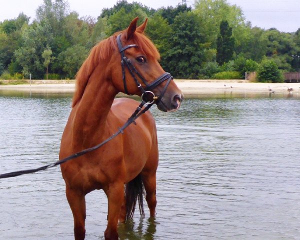 horse Chirago (German Riding Pony, 1996, from Colorado)