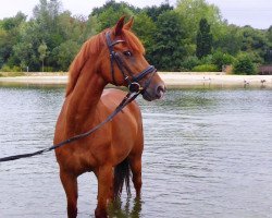 horse Chirago (German Riding Pony, 1996, from Colorado)