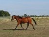 Dressurpferd Stute von Cosmopolitan D / Donnerwetter (Deutsches Reitpony, 2017, von Cosmopolitan NRW)