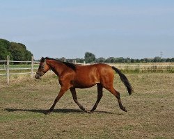 dressage horse Stute von Cosmopolitan D / Donnerwetter (German Riding Pony, 2017, from Cosmopolitan NRW)