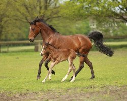 broodmare CW Channel (German Riding Pony, 2005, from Charm of Nibelungen)