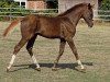 dressage horse Nandor de Luxe (German Riding Pony, 2018, from Numerus Clausus)