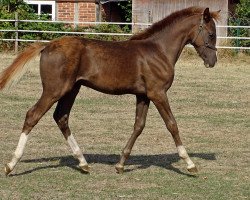 dressage horse Nandor de Luxe (German Riding Pony, 2018, from Numerus Clausus)