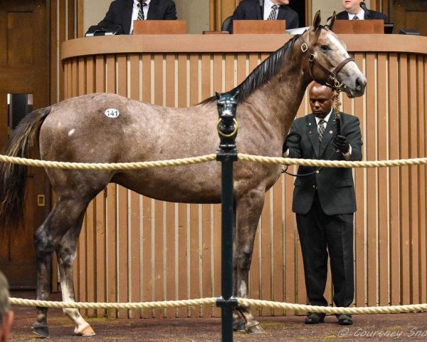 horse Fort McHenry xx (Thoroughbred, 2017, from Tapit xx)