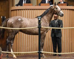 horse Fort McHenry xx (Thoroughbred, 2017, from Tapit xx)