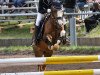 dressage horse Prince 113 (Welsh-Pony (Section B), 2009, from Eyarth Tomahawk)