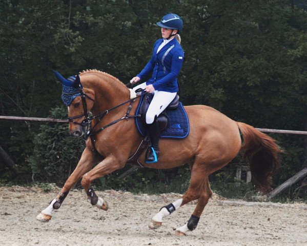 dressage horse Dora Vita (Oldenburg, 2005, from Don Larino 171 FIN)