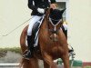 dressage horse Donna Greta (Hanoverian, 2008, from Don Henrico)