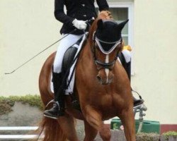 dressage horse Donna Greta (Hanoverian, 2008, from Don Henrico)