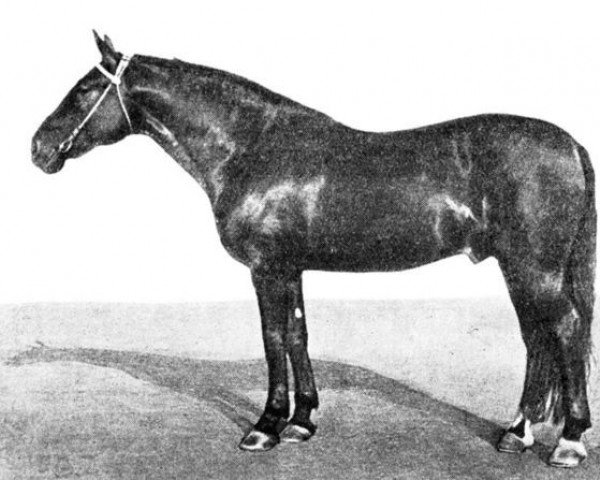 stallion Gajvoron (RU) (Russian Trotter, 1928, from Giljdeets (RU))
